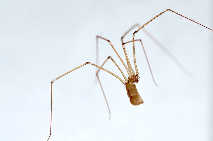 nhện, chân dài, nasosznik, ngôi nhà, làm sạch, bụi, cobweb
