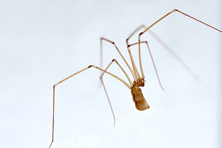 pauk, duge noge, nasosznik, kuća, čišćenje, prašina, paukova mreža