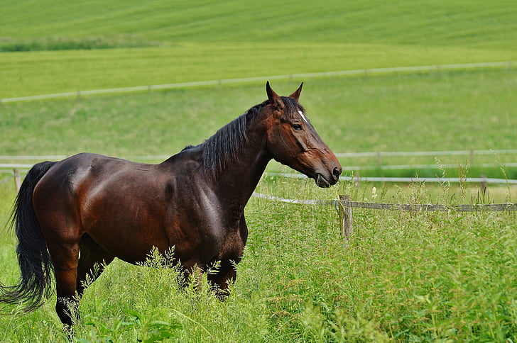 caballo, de acoplamiento, Semental, comer, Paddock, marrón, Prado