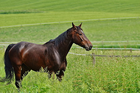 kôň, spojky, žrebec, jesť, Paddock, hnedá, lúka