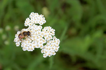 lebah, bunga, alam, musim semi, madu, hijau, serangga