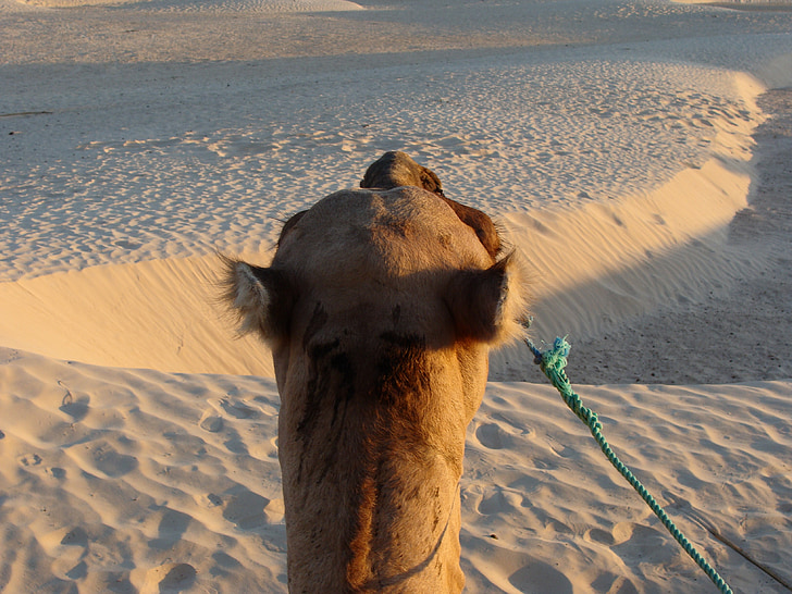 sorra, Sàhara, camell, Àfrica, calenta, desert de, Dune