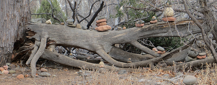 plage de Bouddha, paysage, nature, Arizona, Sedona, tronc d’arbre