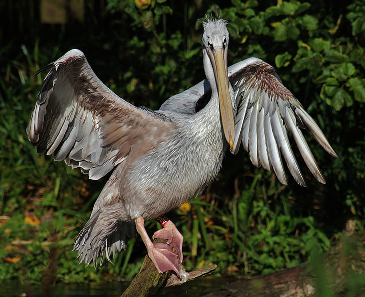 pelikāns, stiept, putns, spārnu span, spārnu, spalvas, knābis