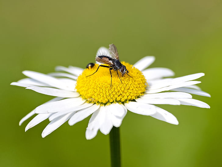 mouche, insecte, nature, animal, Blossom, Bloom