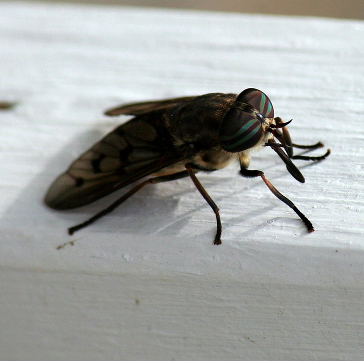 horsefly, insect, biting, bloodsucking, pest, wing, dirty