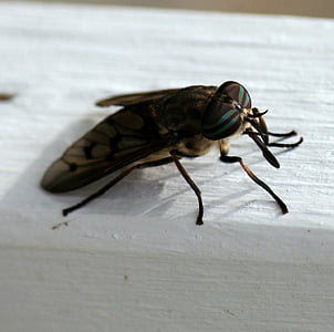 horsefly, insect, biting, bloodsucking, pest, wing, dirty