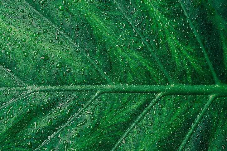 blade, grøn, plante, haven, vand, dråber, regn