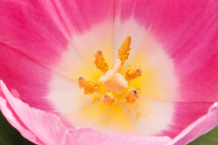 Tulipa, selo, estames, lírio, Primavera, natureza, flores