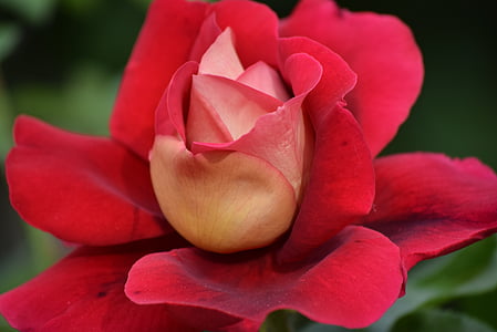 jar, Rosa, Záhrada, kvety, lístkov, kvet, červená