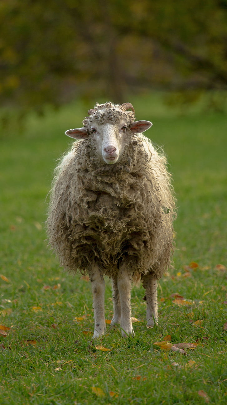 sheep, lamb, pets, white, is watching, animal