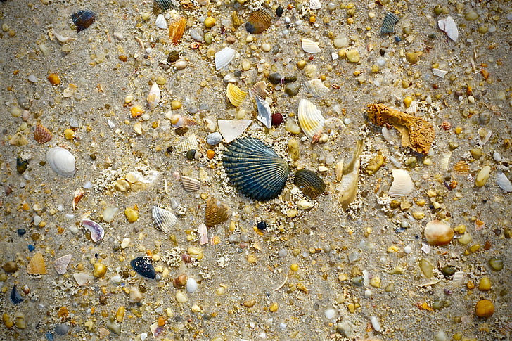 escudo, praia, areia, cena de praia, conchas do mar, conchas do mar