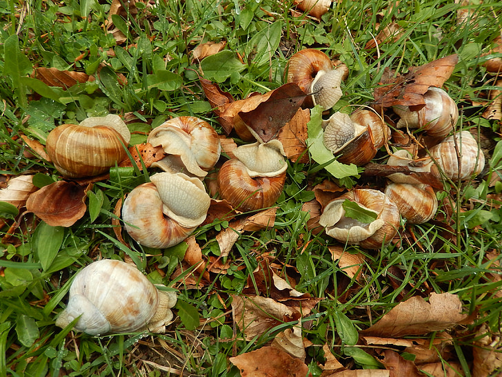 snails, animals, nature