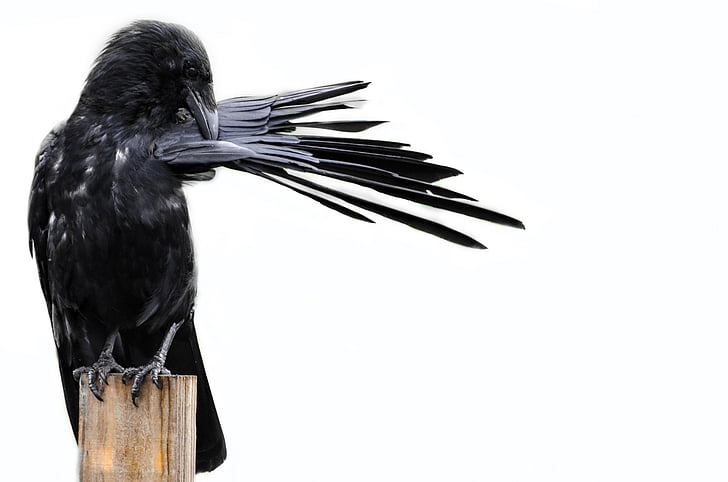 bird, crow, black, isolated, white, halloween, animals