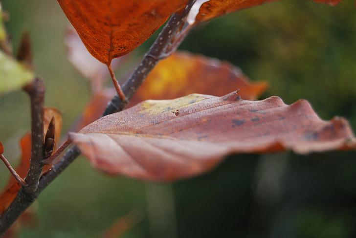 Leaf, červená, jeseň, vetvička