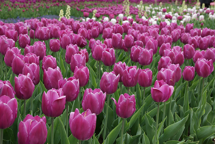 tulipaner, hage, nederlandsk, rød, blomster, Blossom, fargerike