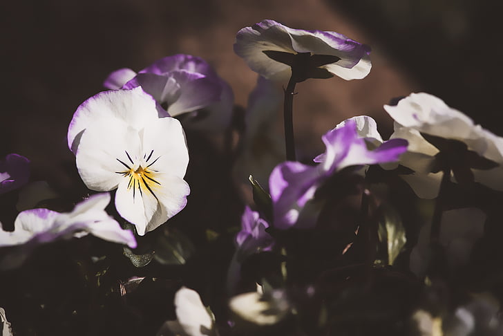 pansy, flowers, spring, nature, close, violet, blue
