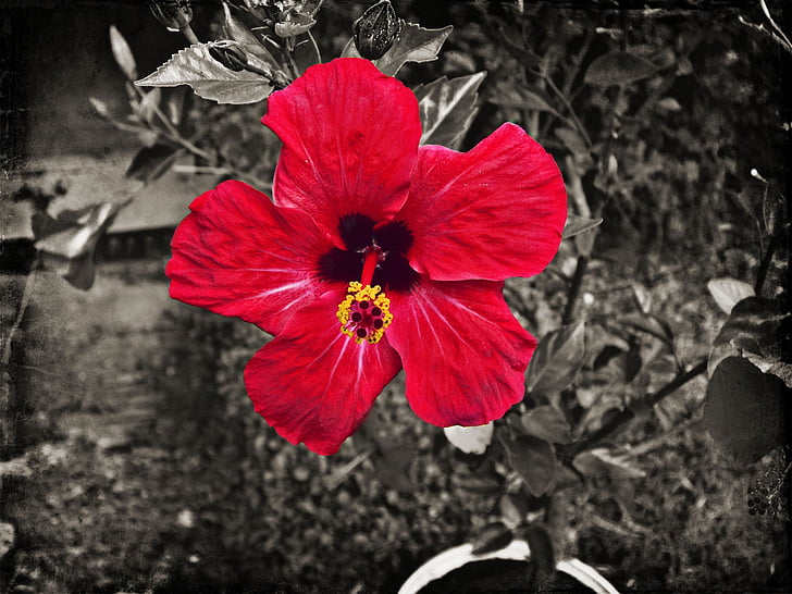 Hibiscus, blomst, rød, blomstrende