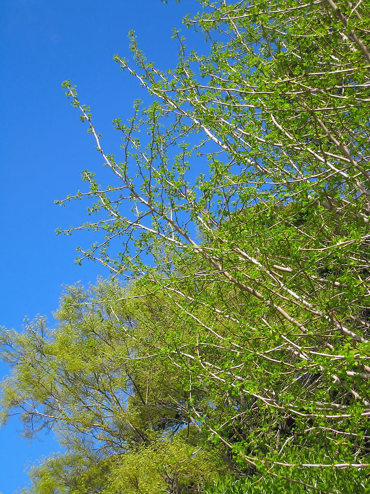 albero di Gingko, albero di maidenhair, Ginkgo biloba, foglie giovani, nuovi germogli, verde brillante, verde fresco