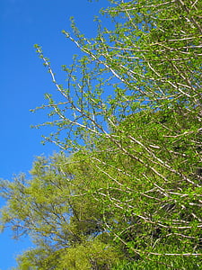 Gingko cây, cây cỏ đuôi chồn, Ginkgo biloba, lá non, cành mới, màu xanh lá cây tươi sáng, màu xanh lá cây tươi