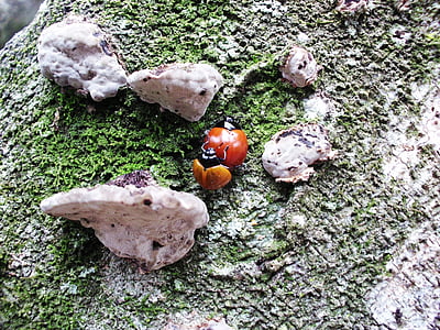Ladybug, bille, insekt, blad, stammen, sopp, øret nerve
