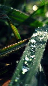 drop, leaf, bubbles, water, green, nature