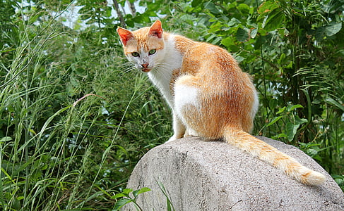 gato, gatos, mascota, gato de cabeza roja, animal, mamíferos, naturaleza