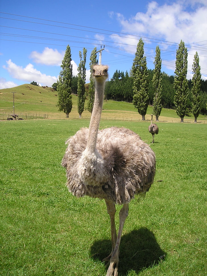 Naujoji Zelandija, puokštė, stručių ūkis, paukštis, gyvūnai, Gamta