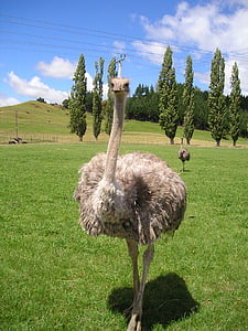 Új-Zéland, csokor, strucc farm, madár, állatok, természet