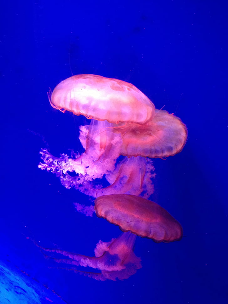 medúzy, krásny, modrá