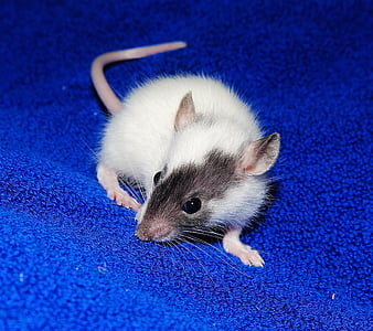 rat, young animal, playful, sweet, cute, button eyes, rodent