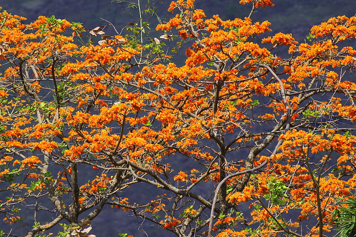 drzewo araguaney, drzewo, pomarańczowy, Wenezuela