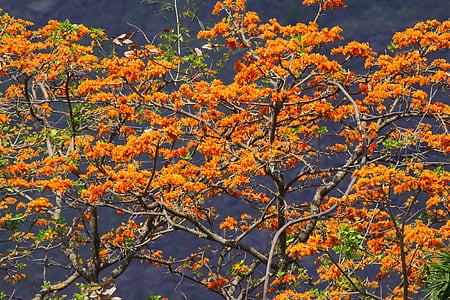 дерево araguaney, дерево, помаранчевий, Венесуела