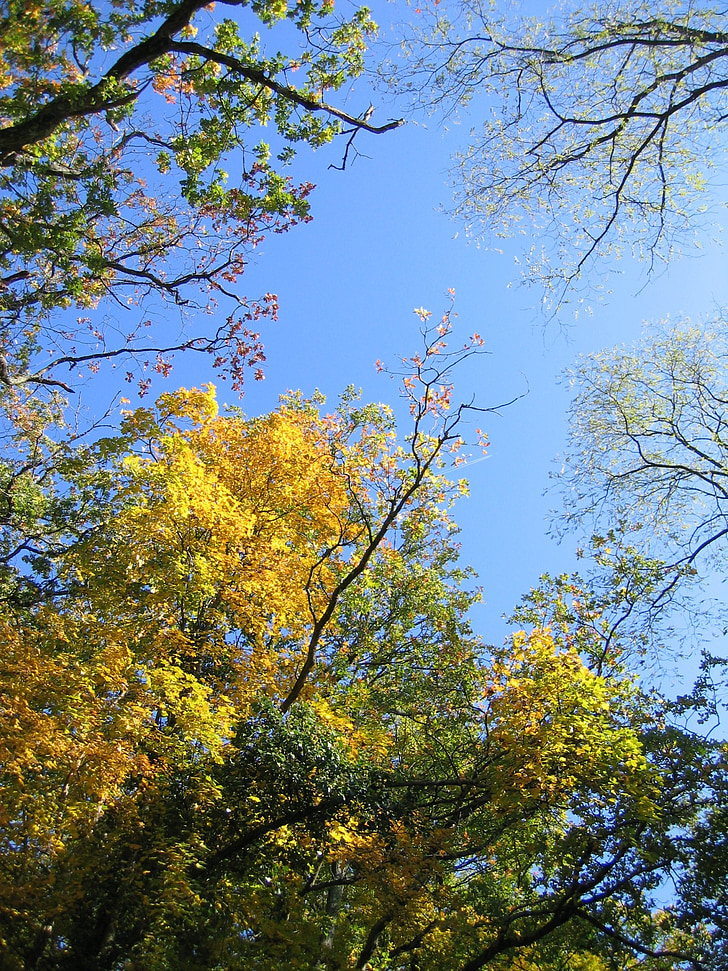 sky, trees, canopy, branches, foliage, leaves, day