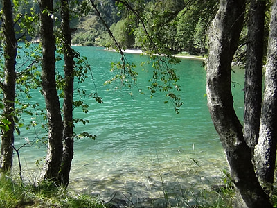 Lago, reservado (a), árvores, Claro, água, bergsee, Alpina