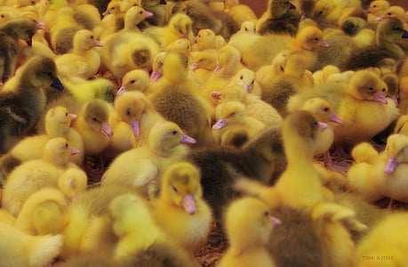 kycklingar, gul, valpar, djur, liten, fjäderfä
