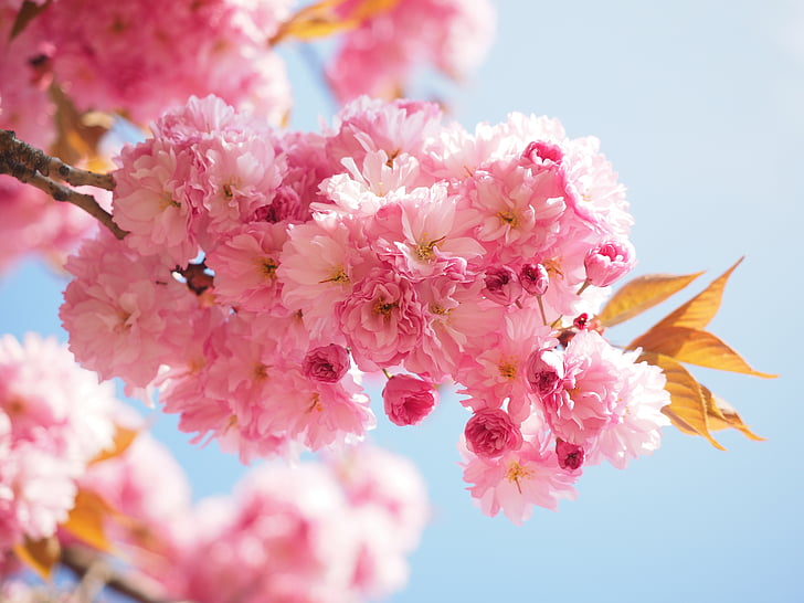 Sakura, Jepang cherry, bau, Blossom, mekar, Jepang berbunga ceri, cherry hias