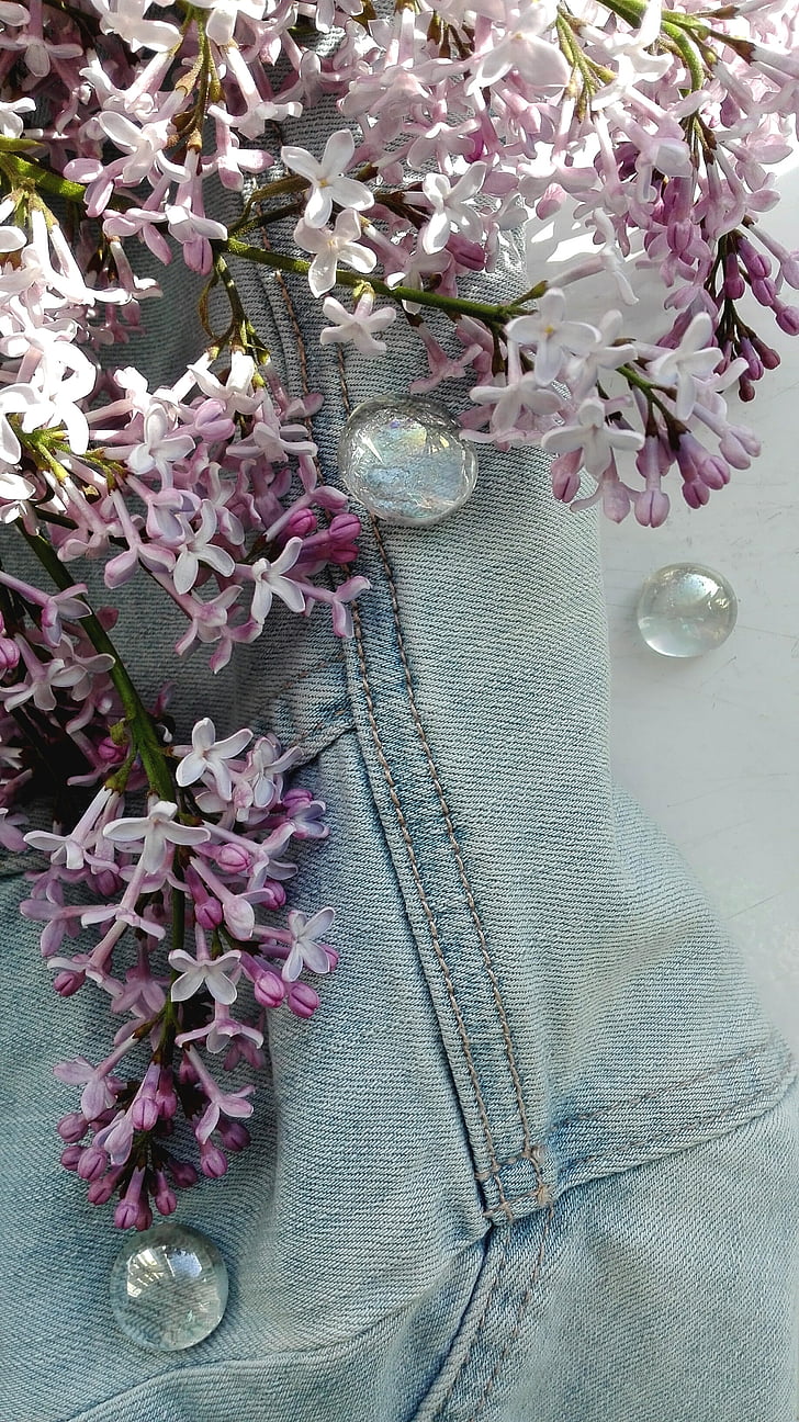 lilac, may, spring