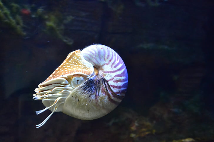 Nautilus, Aquarium, poisson, poissons d’aquarium, plongée sous marine, récifs, océan