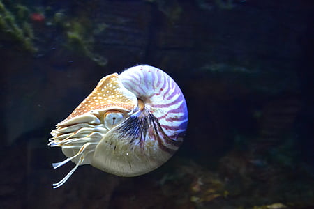 Nautilus, akvarium, fisk, akvariefisk, dykning, koralrev, Ocean