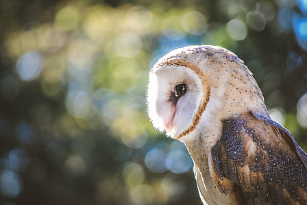 Barn owl, động vật ăn thịt, con chim, đôi mắt, ăn đêm, khuôn mặt, chân dung