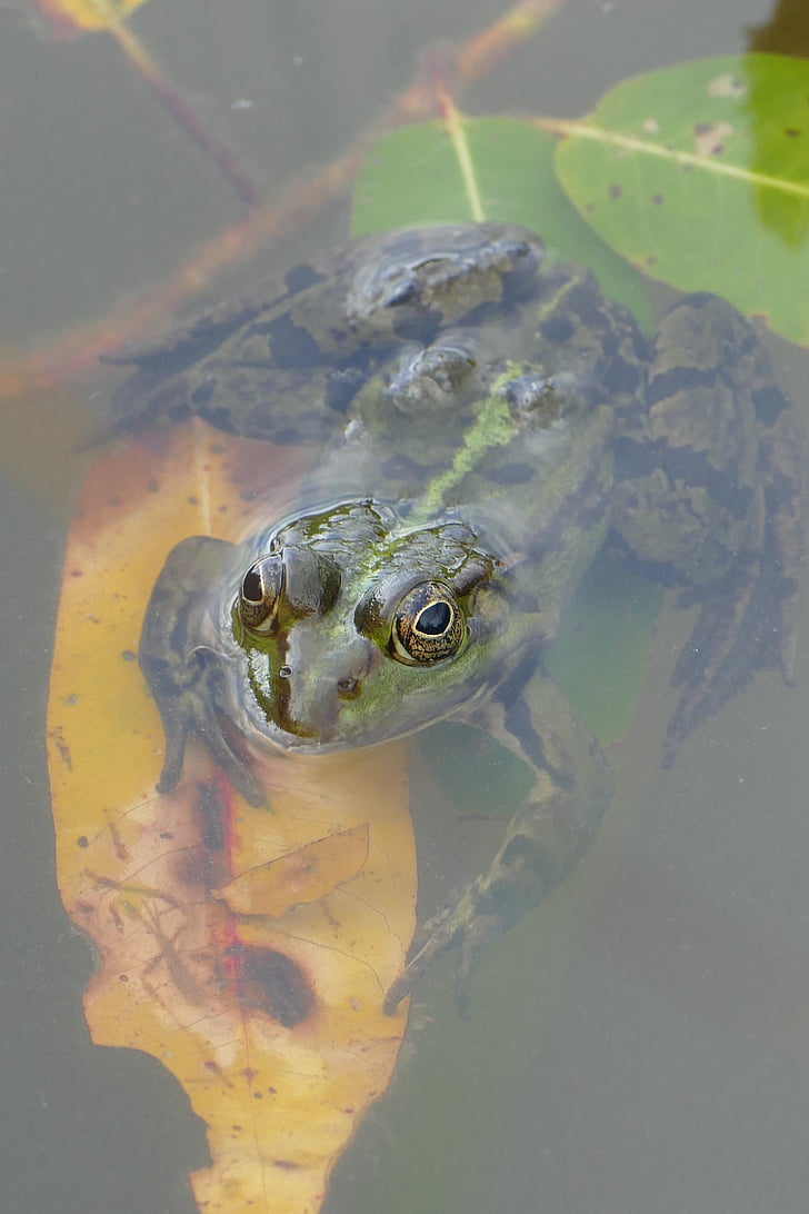 frog, pond, water, luck, lake rose