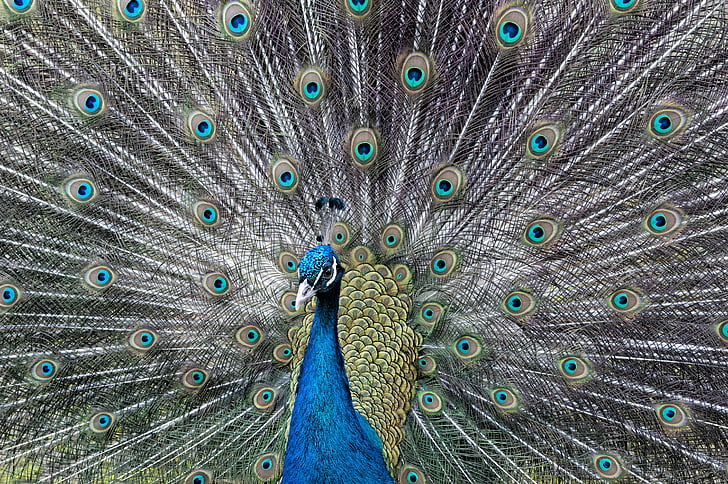Peacock, wiel, pik, veren, vogel, dier, natuur