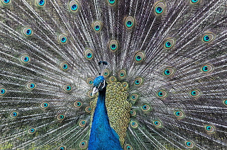 Peacock, pyörän, kukko, höyhenet, lintu, eläinten, Luonto