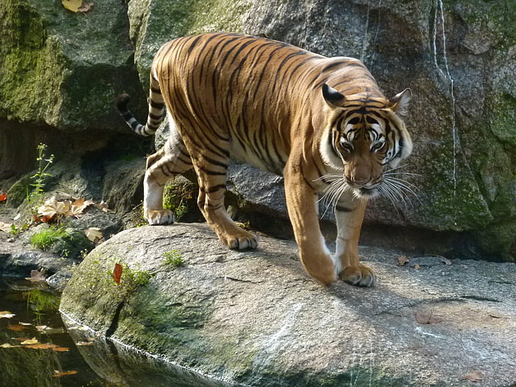 Berliini, Zoo, Saksa, Tiger, yksi eläin, villieläimet, Rock - objekti