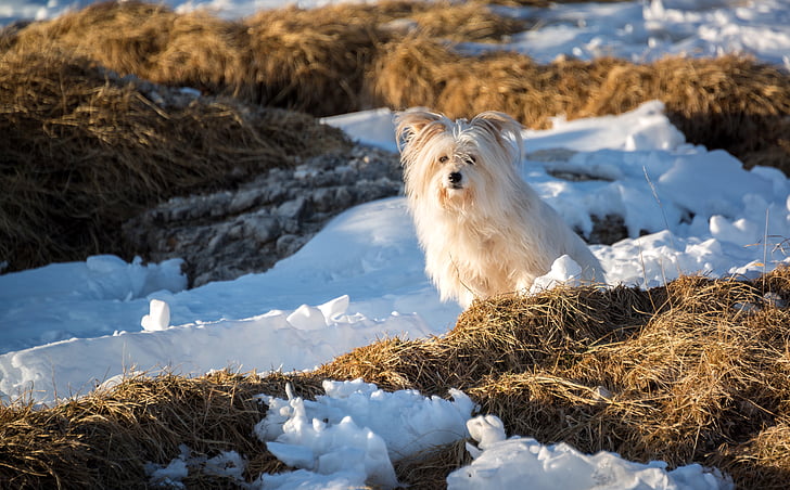Hund, Welpe, Tier, Haustier, im freien, Grass, Schnee