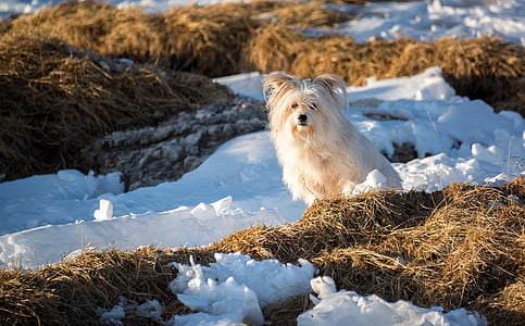 pes, psiček, živali, pet, zunanji, trava, sneg