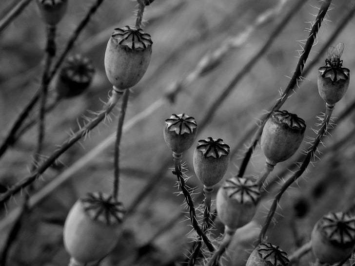 bourgeons de pavot, coquelicot, mohngewaechs, klatschmohn, fermer, les bourgeons du pavot noir et blanc, pavot noir et blanc