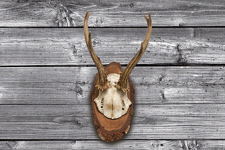 antler, horn, hunting, hunting trophy, retro, red deer, skull