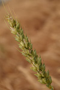 wheat, grain, close, cereals, ear, summer, plant